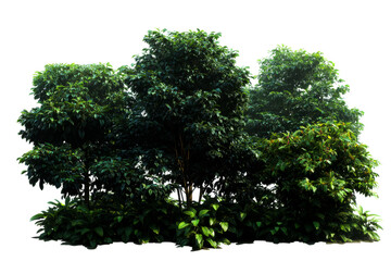 Lush green trees and foliage with transparent background for design