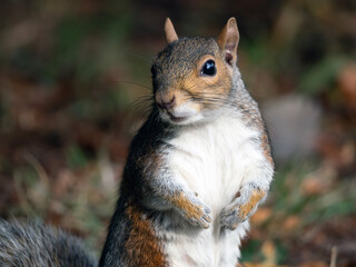 squirrel in the park