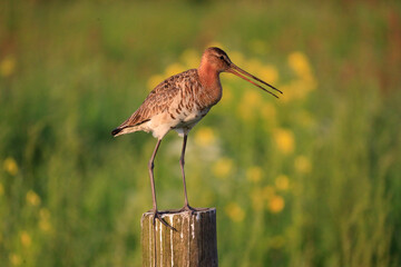 Black-tailed godwit