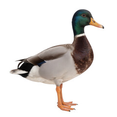 Obraz premium Male duck standing gracefully, vibrant green head, brown chest, gray body, ideal for nature themes or educational content. Isolated on white background or PNG