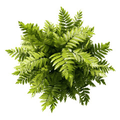 Lush Green Fern Plant Top View