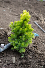 Small pine tree growing in the ground with irrigation system