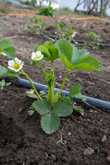 Strawberry plant growing in garden bed with drip irrigation system