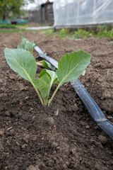 Young cabbage plant growing in vegetable garden with drip irrigation system