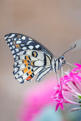 Nahaufnahme eins Schmetterlings