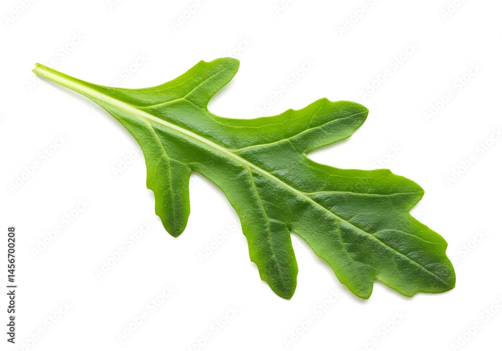 Poster a single arugula leaf displayed against a plain white background in a studio setting for photography