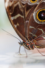 Nahaufnahme eins Schmetterlings