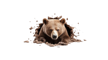 Bear Breaking Through Wall on Transparent Background