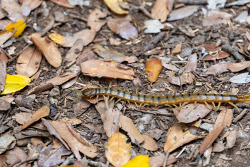 Scolopendra cingulata, also known as Megarian banded centipede, and the Mediterranean banded centipede