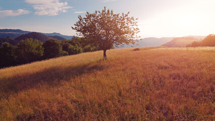 Tranquil sunny summer landscape with green fields and hills.