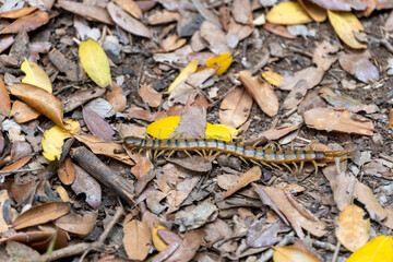 Scolopendra cingulata, also known as Megarian banded centipede, and the Mediterranean banded centipede