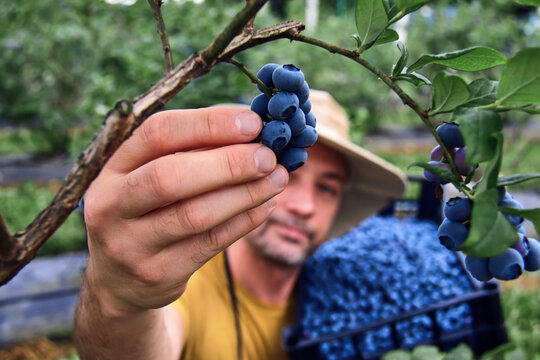 Farmer picking fresh blueberries on a farm.