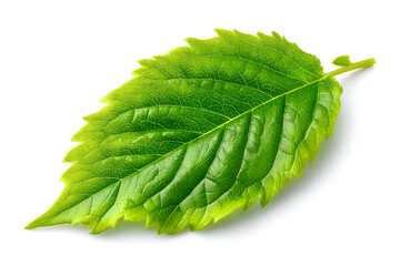 Fototapeta premium Vibrant Green Leaf Isolated Nature Beauty Freshness