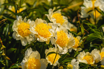 Scenic sunny golden peonies close-up in garden. Bright yellow peonies blooming under warm summer light in lush garden. Yellow peonies convey joy, energy, seasonal beauty