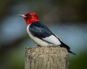 Red-headed Woodpecker