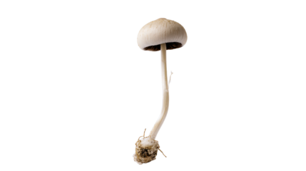 a mushroom with a long stem sticking out of it