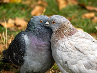 close up of a pigeon