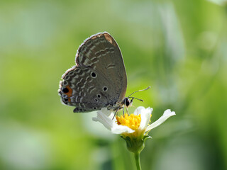 butterfly on a flower