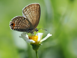 Fototapeta premium butterfly on a flower