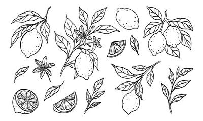A drawing of a bunch of lemons and oranges with leaves. The drawing is black and white