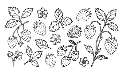A drawing of strawberries and leaves. The drawing is of a strawberry plant with many strawberries and leaves