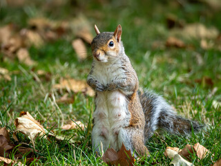 squirrel on the grass