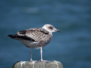 seagull on a rock