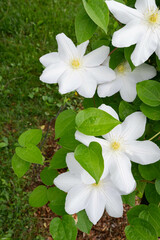 Beautiful white and yellow clematis lanuginosa flowering vine in bloom.