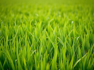 Fototapeta premium green grass background