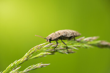 Mottled dingy brown click beetle, agrypnus murinus beetle sitting on grass stem. Macro animal background