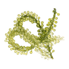 Seagrapes ( green caviar ) seaweed isolated  on transparent background (.PNG)