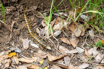 Scolopendra cingulata, also known as Megarian banded centipede, and the Mediterranean banded centipede