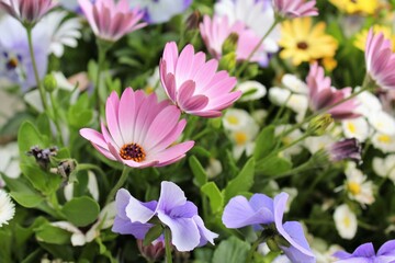 Obraz premium floral background, colorful beautiful flowers