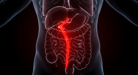 3D Medical Visualization of Glowing Red Organ Transplant Against Dark Background