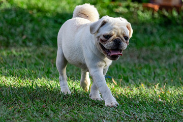 Fototapeta premium Pug dog walking through the grass