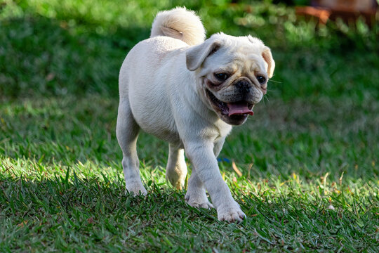 Pug dog walking through the grass
