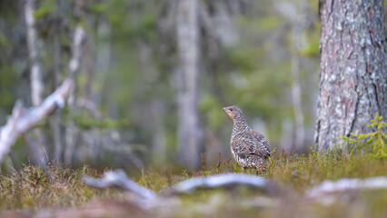Western capercaillie (Tetrao urogallus) in forest