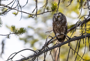 Boreal owl (Aegolius funereus) in forest
