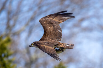 osprey in flight