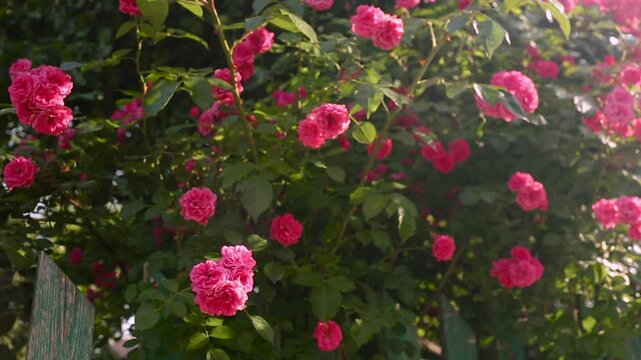 A pink rose. A bush of pink Laguna roses. Cultivation of Super Excelsa roses.	
