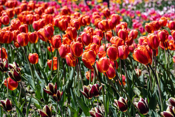 Fototapeta premium tulip field close up on sunny spring day
