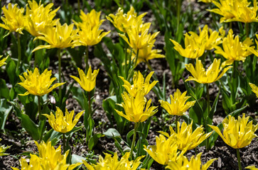 tulip field close up on sunny spring day