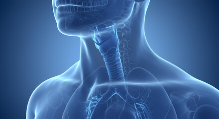 Translucent Blue 3D Render of Human Trachea and Larynx Anatomy
