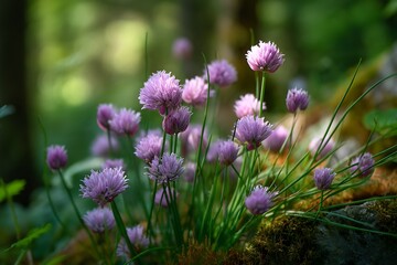 Obraz premium Delicate Purple Chive Blossoms in a Lush Green Forest Setting