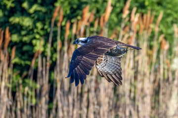 osprey with fish