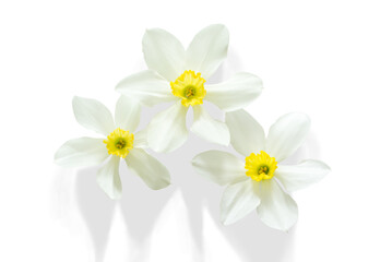 Drei frei gestellte Narzissen-Bl&uuml;ten mit Schatten. Geeignet f&uuml;r Bildkreationen oder selbst gestaltete Gru&szlig;karten.