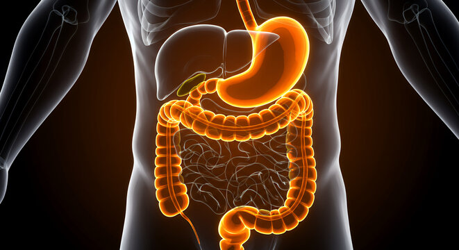 Illuminated Human Digestive System 3D Medical Rendering