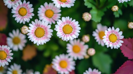  A top-down view of daisy flowers.