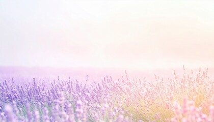 Fototapeta premium Lavender fields blooming countryside nature photography serene environment wide angle view tranquility concept