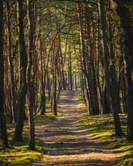 Coniferous forest and path in beautiful Poland.